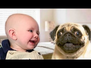 Pug Dog and Baby Compilation NEW