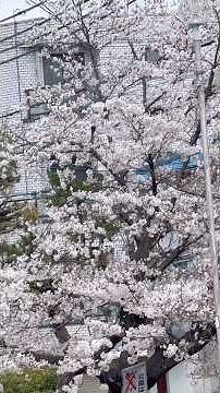 Sakura Magic in Japan 🌸 | The Most Beautiful Spring Moment Ever