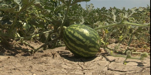 Rocky Ford melon farmer talks about challenges of farming