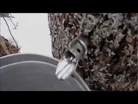Tapping a Maple Tree