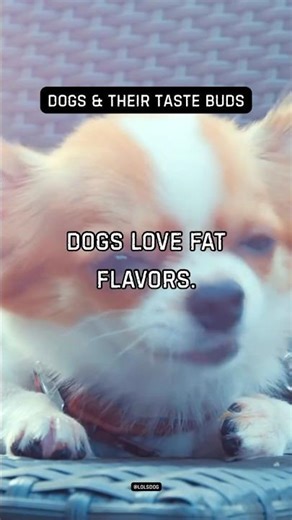 Dogs love fat flavors. High energy reward.