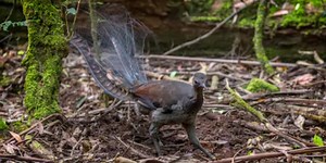 This Bird Can Mimic Almost Any Sound Accurately | Plants And Animals