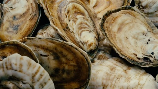 #BLKELK on Instagram: "Oysters. What do you know about them? Here are some moments from our recent docuseries “Shellbound”. In episode one we visit the waters of Virginia to learn how conservation plays a role in oyster farming. All episodes of “Shellbound” are now available on YouTube. Link in bio!"