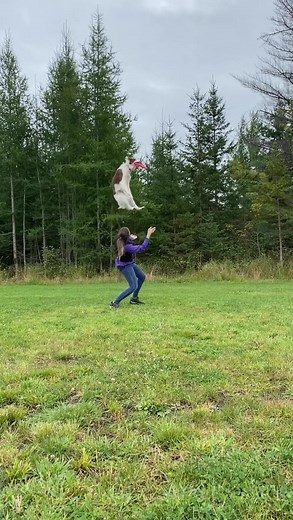 Tesla, my amazing girl ❤️ #discdog #dogtricks #incredible #dogtraining #talented