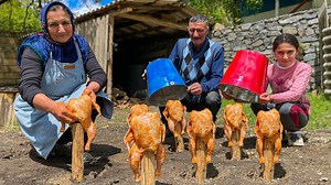 Cooking whole chickens under buckets is a simple and budget-friendly method! Watch this video for a mega way to prepare delicious meals without breaking the bank. A must-see for anyone looking to save money in the kitchen!😋❤️ #chicken #food #recipe | Sweet Village