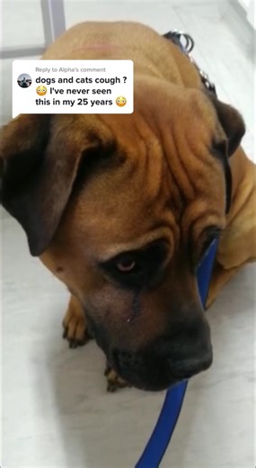 Understanding Kennel Cough vs. Distemper in Dogs