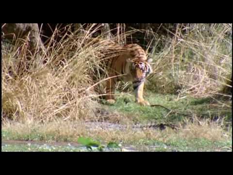 Tigress Machli Kills 14 foot long Crocodile !