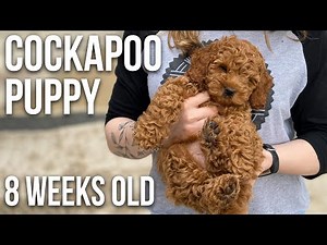 Our Cockapoo Puppy | 8 Weeks Old