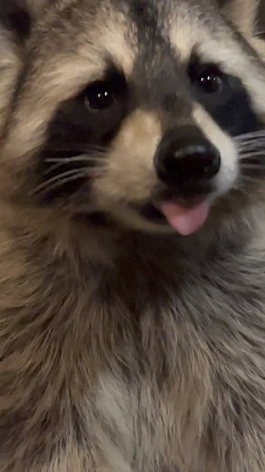 21K views · 310 reactions | It’s blueberry week for Diddles I realize...