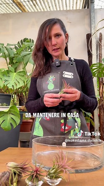 Le tillandsia le piante dell'aria! Affascinanti e numerosissime, se ne contano oltre 500 specie! Vi lascio qualche consiglio per crescerle al meglio in casa! #greendesign #greendecor #green #tillandsia #tillandsias #tillandsialover #tillandsialove #plants #plantsoftiktok #plantsofinstagram #plantslover #plantsmakepeoplehappy #kokedamadallekikke #greenartist #greentip #tips #piantedainterno #piante #pianteincasa @Frugale Roma @Atera | Marketing Agency 🎥