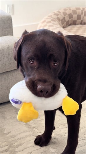 Will My Dog Love This Duck Butt Toy?