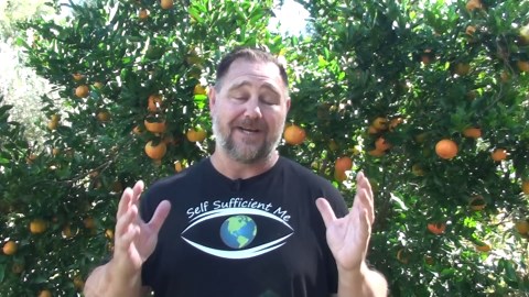 5 Tips How to Grow a TON of Mandarins on Just One Tree Organically