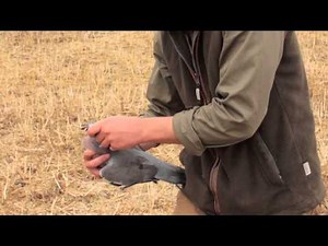 Pigeon shooting, setting up a decoy magnet