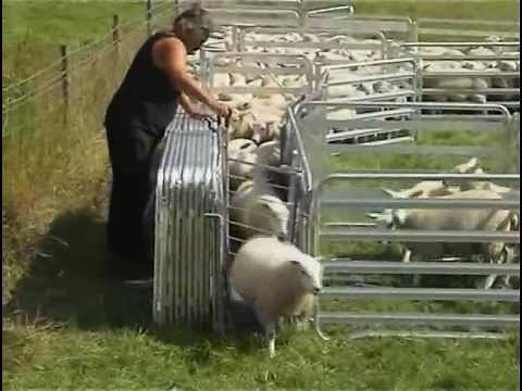 Alligator Mobile Sheep Handling System