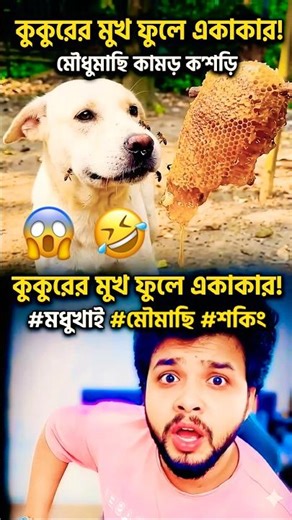 Funny Dog vs Bees 🐝 | Dog Tries to Eat Honey & Gets Surprise 😂 | Viral Animal Funny Video #funny