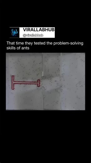 Thesciencepart | That time researchers from the University of Sheffield conducted a fascinating experiment to test how ants solve complex problems together.... | Instagram