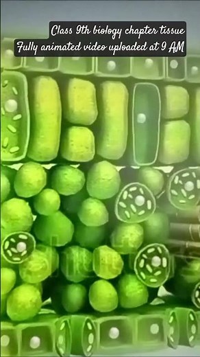 class 9th tissue chapter fully animated in english by #National_studies #inspiration