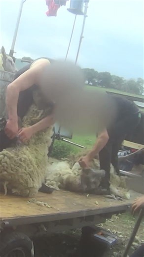 "Wool doesn't hurt sheep, right?" WRONG