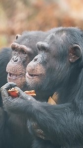 20K views · 1.9K reactions | Chimps love Thanksgiving too! After...