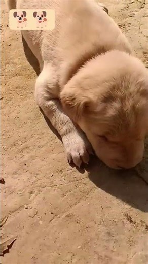 dogmon #comedy #funny