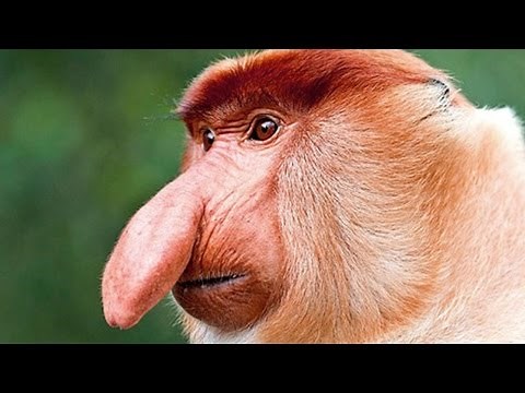 10 Very Weird Looking Animals