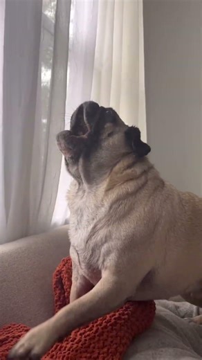 Top 5 screaming pugs 😭 | #dog #viral #animals #pug #pets