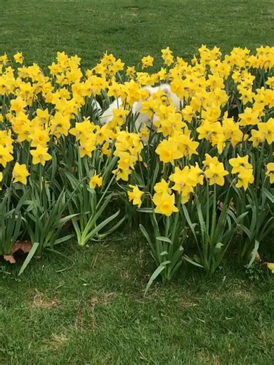Spring has officially bloomed and so has Maya! 🌼🐾 Dancing through the flowers. #springvibes #flowerfield #samoyed #aesthetic #nature #mayapolarbear