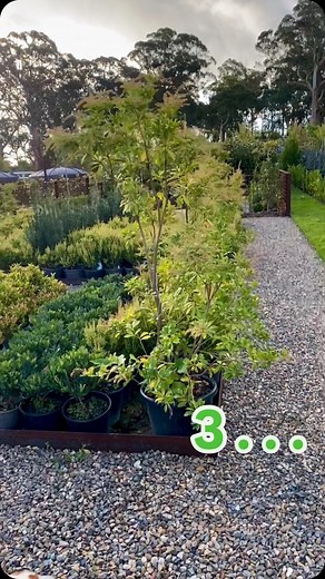 🎶So close you can almost taste it 🎶… This Saturday from 10-3, we are back baby. | The Shrubbery