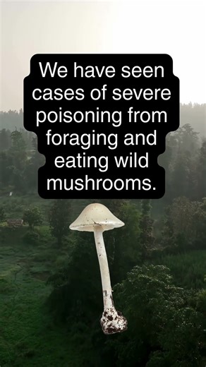 Poisonous Mushrooms in California are Causing People to Seek Hospital Care
