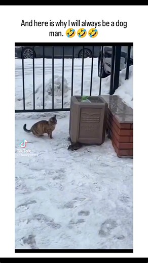 global Jokes on Instagram: "This instagram reel shares a 66-second TikTok compilation of cats exhibiting chaotic behaviors like chasing lasers, sleeping in odd spots, and reacting to mirrors, humorously justifying the author's lifelong preference for dogs over cats. Posted on February 5, 2026, by @Cat5SMASHICANE , a self-described NASCAR enthusiast and conservative supporter, it quickly gained 201 likes and 13 replies, mostly from users affirming dog loyalty amid light-hearted cat defenses. This