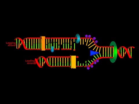 DNA Replication 😍DNA Structure 🥰 DNA Replication Class 12