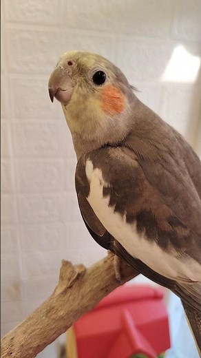 Adorable Cockatiel Cherry's Cute Singing 🎶🦜💖 #cockatielscraze