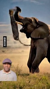 Elephant: The undisputed ruler of the jungle? 🐘👑 Agree or disagree? #uncleov | Uncle OV