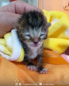 46K views · 7.8K reactions | Pip and her sisters are the teeniest...