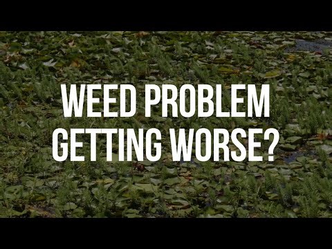 Eco-Friendly Aquatic Weed Removal - Instant Results Without Chemicals