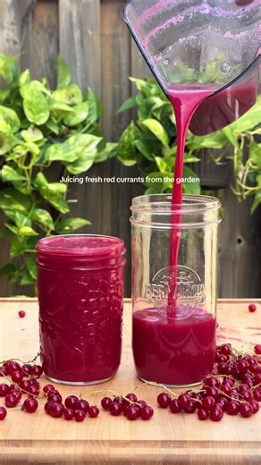 Juicing Fresh Red Currants Straight from the Garden