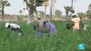 59K views · 900 reactions | Enquête sur l'artemisia trouvé comme remède par Madagascar contre le #covid19. | LES ACTIVISTES AFRICAINS | Facebook