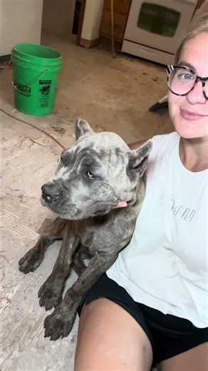 😂 Funny Big Cane Corso Moment #CaneCorso #DogFun #Shorts