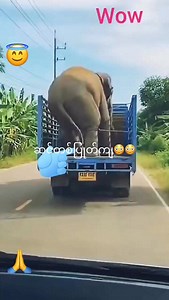 428K views · 3.1K reactions | ဆင်တစ်ကောင်ပြုတ်ကျတာတောင်မသိတဲ့ ကားဆရာရေ ဆင်လေးက လိမ္မာလို့ နော်  | Daniel Bya | Facebook