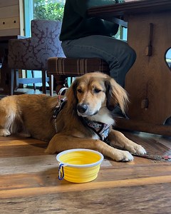 33K views · 504 reactions | Dog fur-iendly dining  A pawsitive update for our dog lovers, you will now be able to bring your pooch into the restaurants at our dog-friendly parks. Each restaurant will have a designated area where the whole pack can dine whilst still keeping the majority of the space doggie-free. Find out more info here: https://www.haven.com/discover/food-and-drink Bone appetit!領 | Haven | Facebook