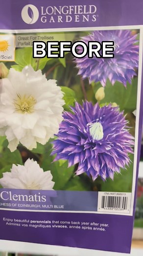 If you see this @longfieldgardens bare root clematis set at @costco , IMMEDIATELY add to cart. Here’s what they turn into in a few years time 👌. You’ll be so happy you planted them, they are definitely the star of the late April garden 🥇 #costcofinds #gardenfinds #perennialgarden #barerootperennials #clematis #longfieldgarden | Everyday Gardening Tips