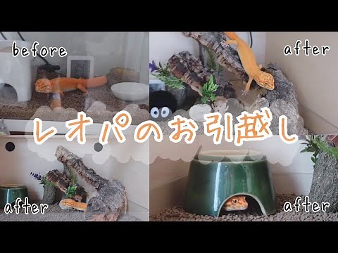 レオパのお引越し！広くておしゃれなケージレイアウト！#レオパードゲッコー #爬虫類 #飼育環境
