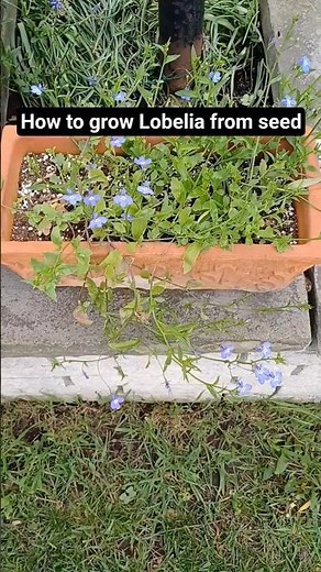 How to grow lobelia from seed