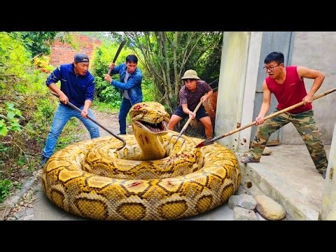 Fearless Expert Discovers Giant Yellow Python Nest in Abandoned House