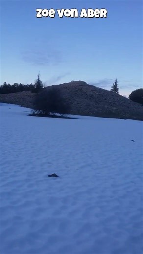 This Cane Corso Just Discovered Snow❄️Zoe’s Magical Forest Moment in Ifrane Morocco #morocco #ifrane