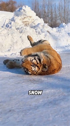 Tigers are not afraid of the cold#animals #funnyanimal #funny #cute #tiger