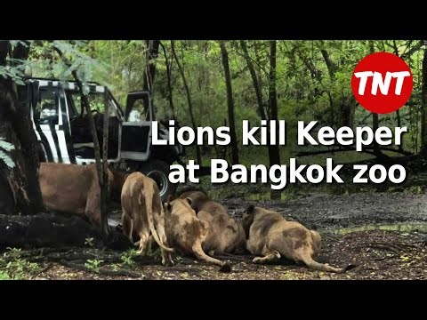 Lions kill keeper @ Bangkok Safari Park