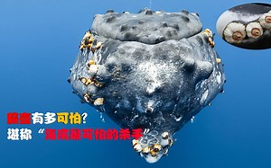 藤壶有多可怕？被吃货当成美食，却能把鲸鱼、海龟折磨得不成样子