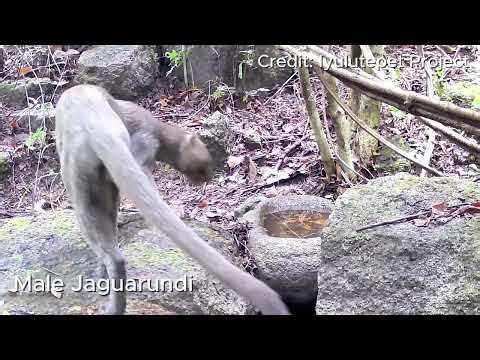Jaguarundi in El Salvador!