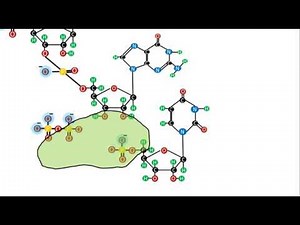 Biochemistry | Nucleic Acids | Phosphodiester bonds